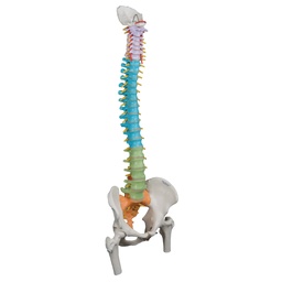 [1000129] Colonne vertébrale flexible didactique avec moignons de fémur - 3B Smart Anatomy