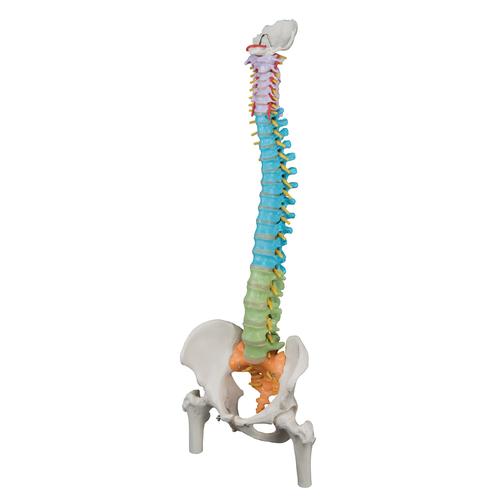 Colonne vertébrale flexible didactique - 3B Smart Anatomy