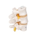 3 vertèbres lombaires, montage élastique - 3B Smart Anatomy