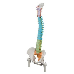 [1000128] Colonne vertébrale flexible didactique - 3B Smart Anatomy