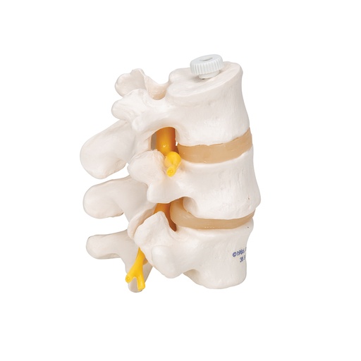 [1000151] 3 vertèbres lombaires, montage élastique - 3B Smart Anatomy