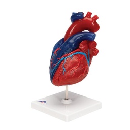 [1017800] Cœur classique, en 2 parties - 3B Smart Anatomy
